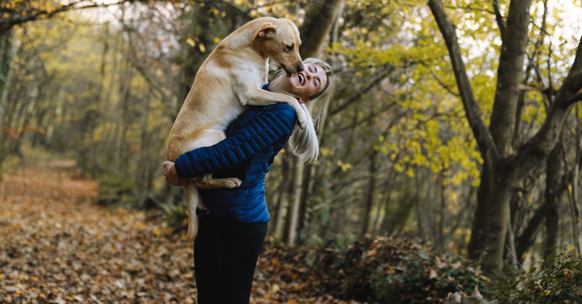 What are the 7 Kennel Club groups?