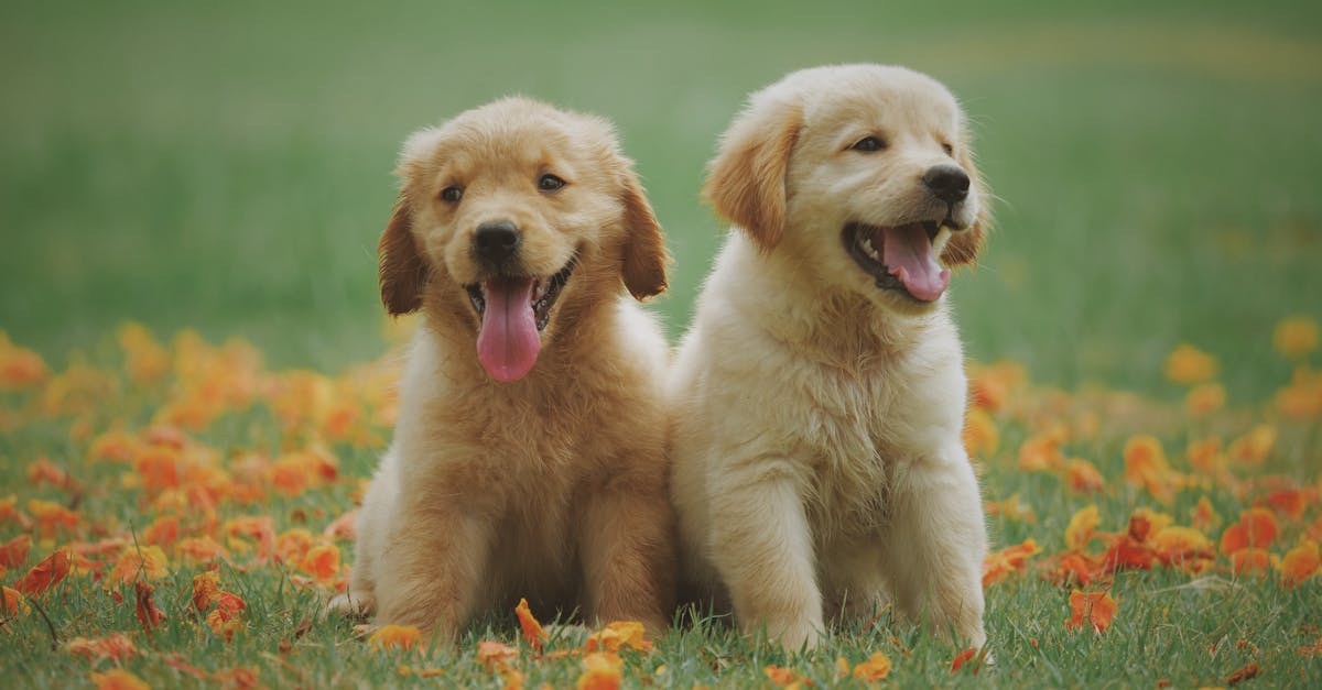 What is the 10 most popular dog breed?