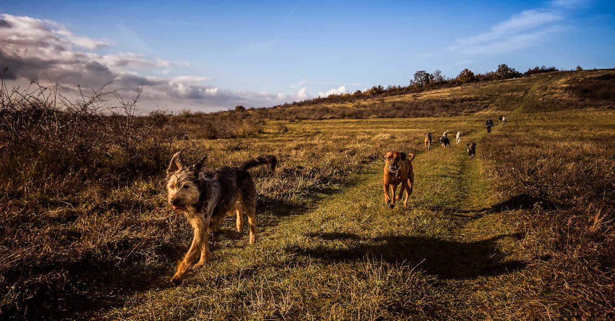 What is the 1st fastest dog?