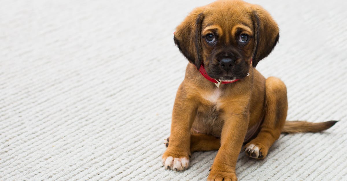 What is the newest dog breed?