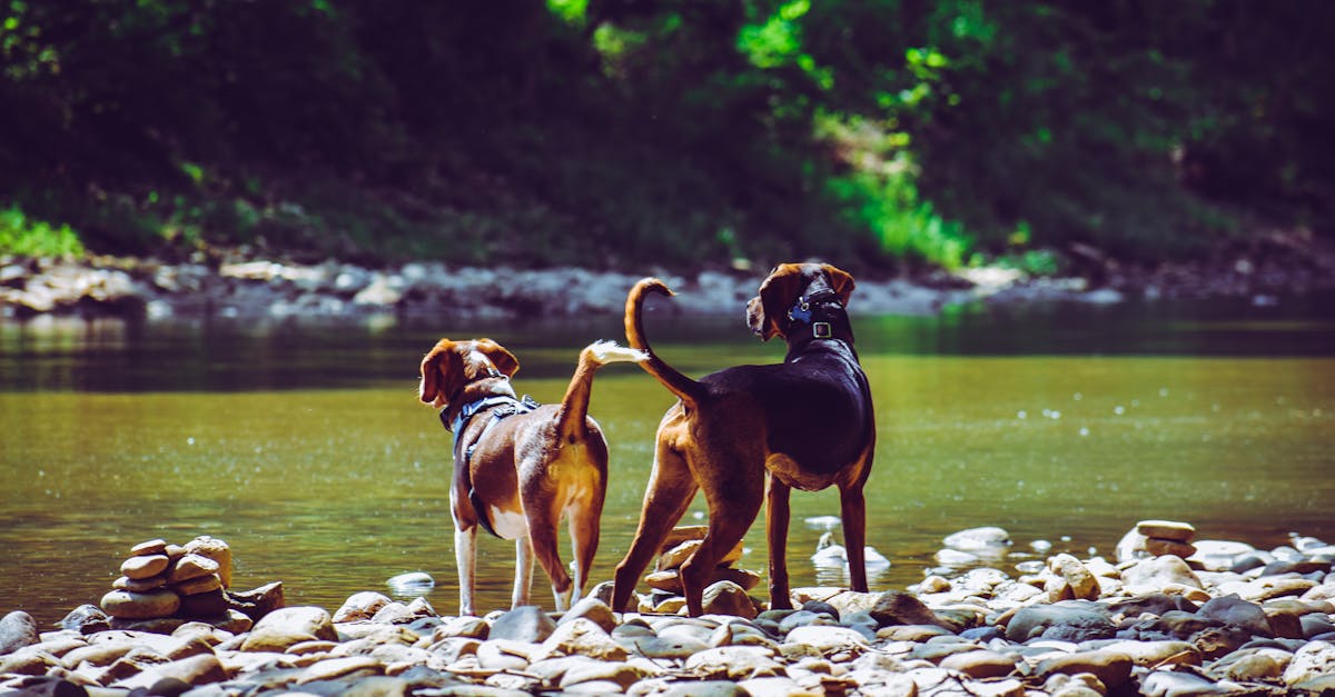 Which is the gentlest dog?